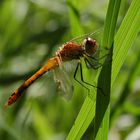 Sympetrum sanguineum