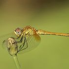 Sympetrum sanguineum