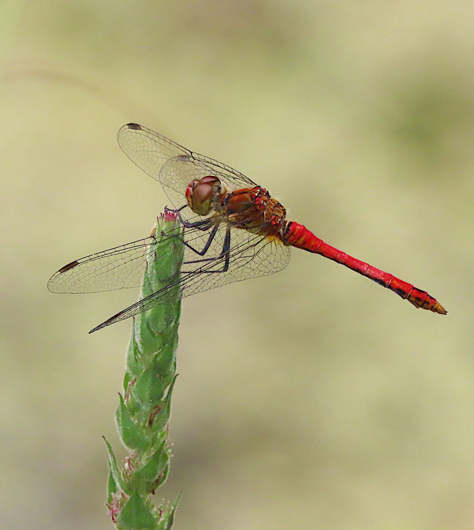 Sympetrum sanguineum (Blutrote Heidelibelle)