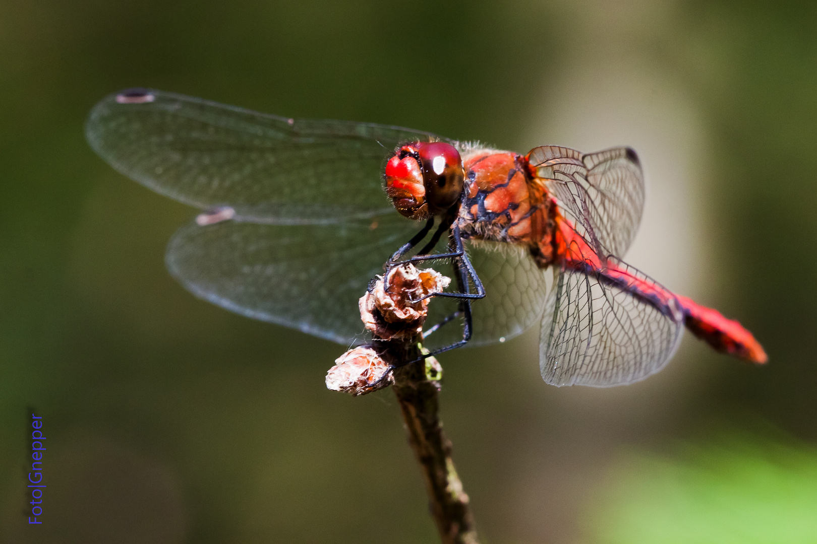 Sympetrum sanguineum - blutrote Heidelibelle