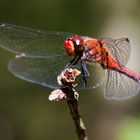 Sympetrum sanguineum - blutrote Heidelibelle