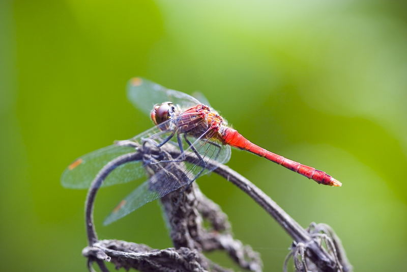 Sympetrum sanguineum (Blutrote Heidelibelle) &#9794;