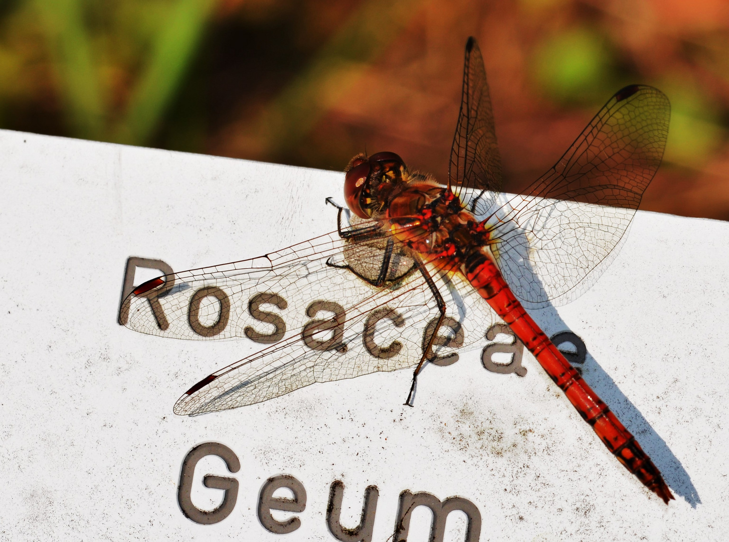 Sympetrum sanguineum - Blutrote Heidelibelle Männchen