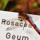 Sympetrum sanguineum - Blutrote Heidelibelle Männchen