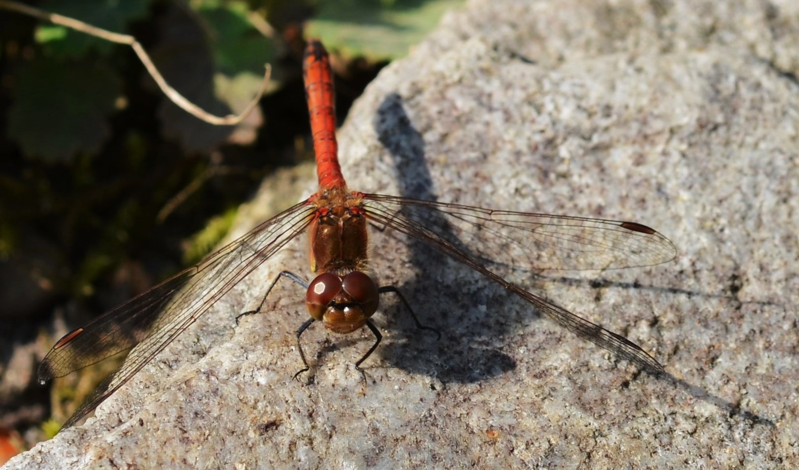 Sympetrum sanguineum - Blutrote Heidelibelle Männchen