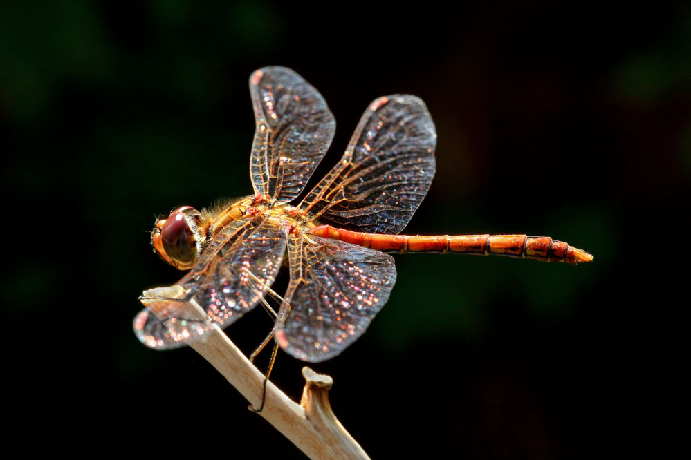 Sympetrum sanguineum