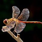 Sympetrum sanguineum