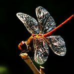 Sympetrum sanguineum -