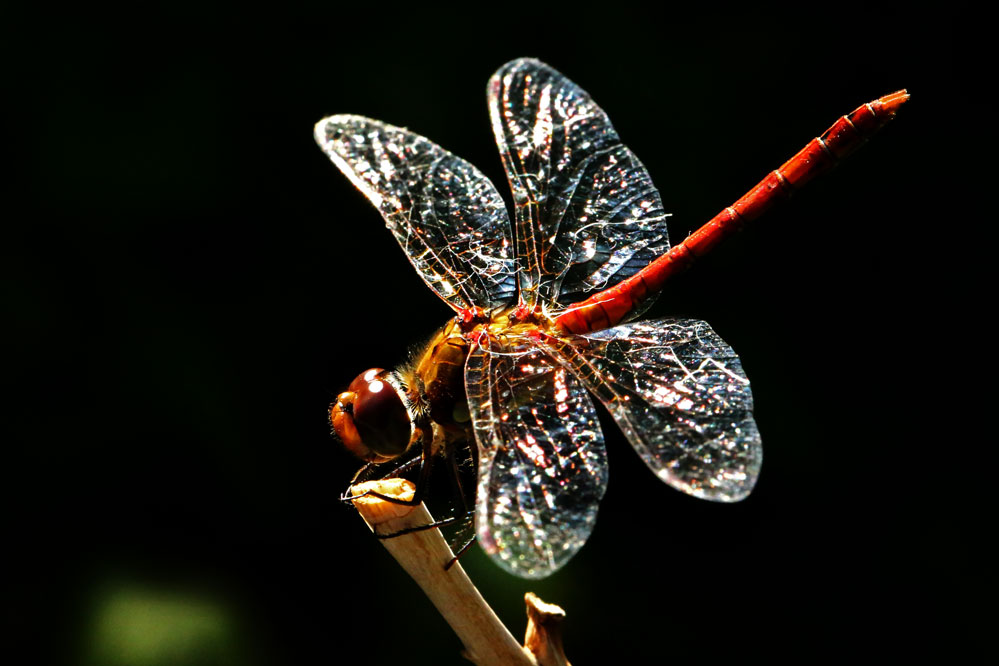 Sympetrum sanguineum -