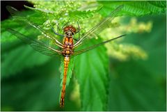 Sympetrum sanguineum