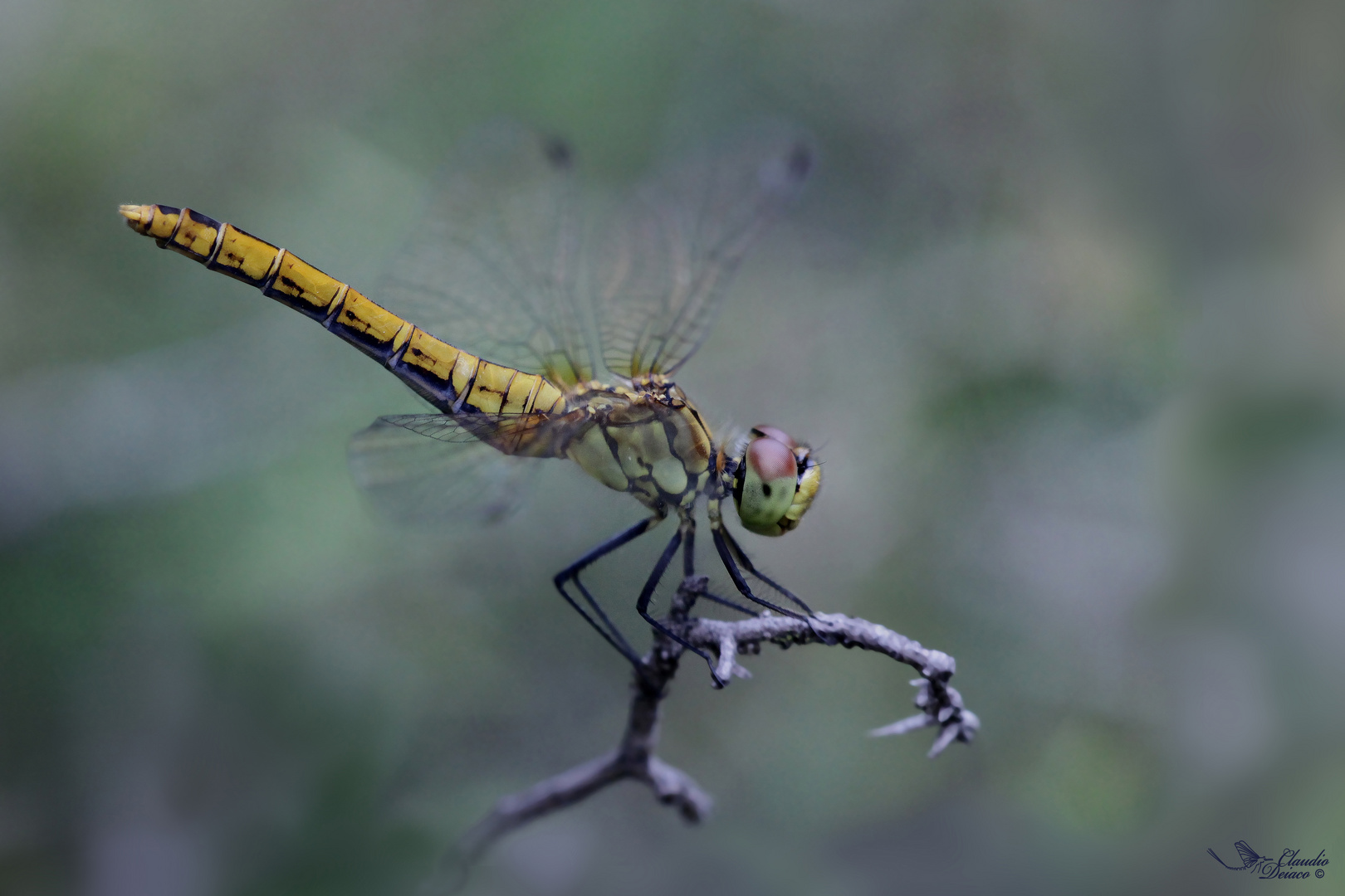 Sympetrum sanguineum