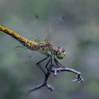 Sympetrum sanguineum