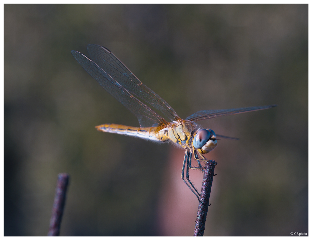 Sympetrum sanguineum