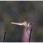 Sympetrum sanguineum