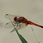 sympetrum (sanguineum)