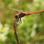 sympetrum sanguineum