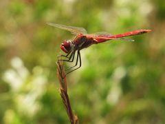 sympetrum sanguineum