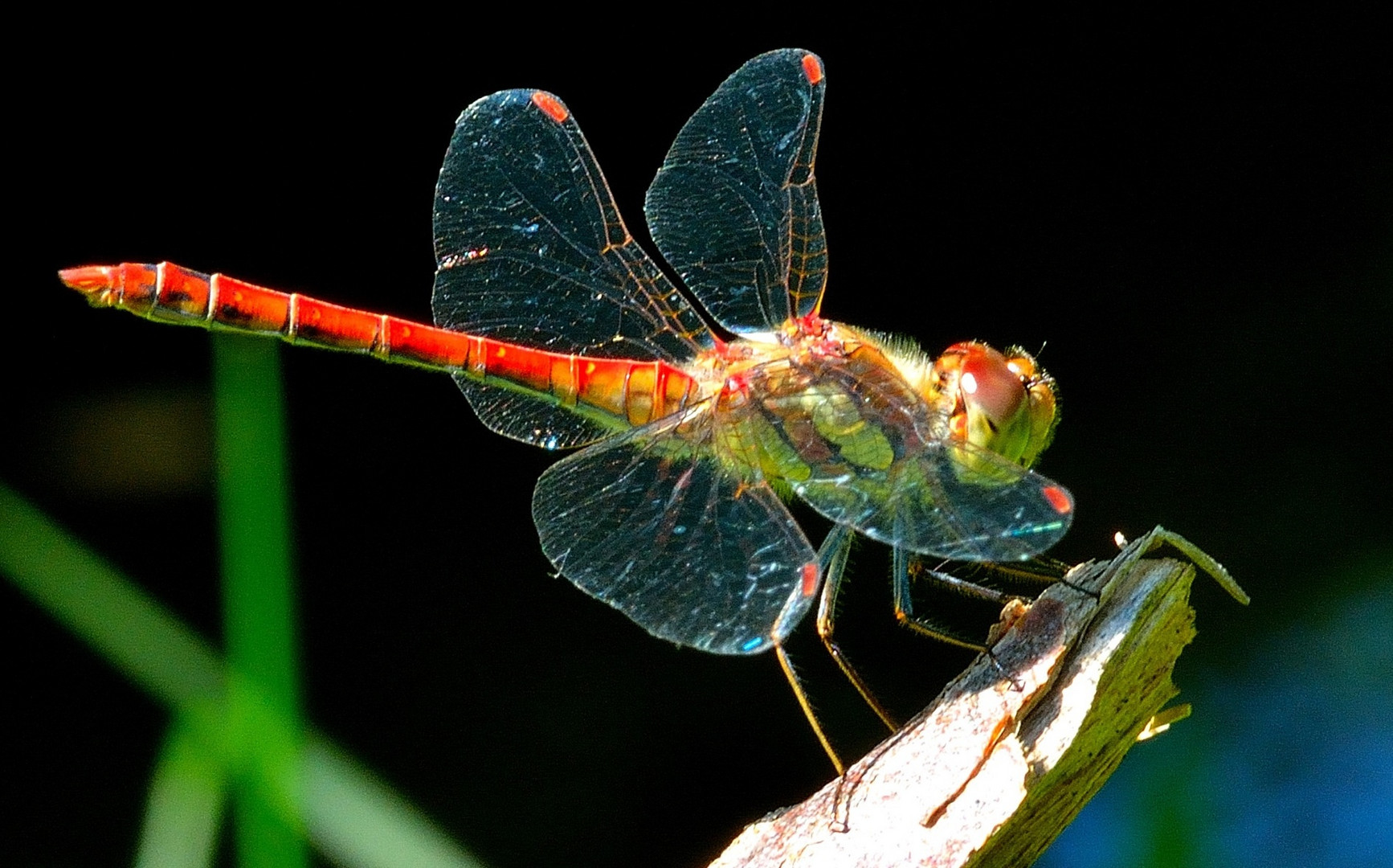 Sympetrum sanguineum