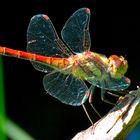 Sympetrum sanguineum