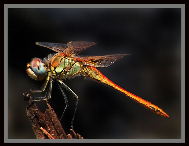 Sympetrum sanguineum