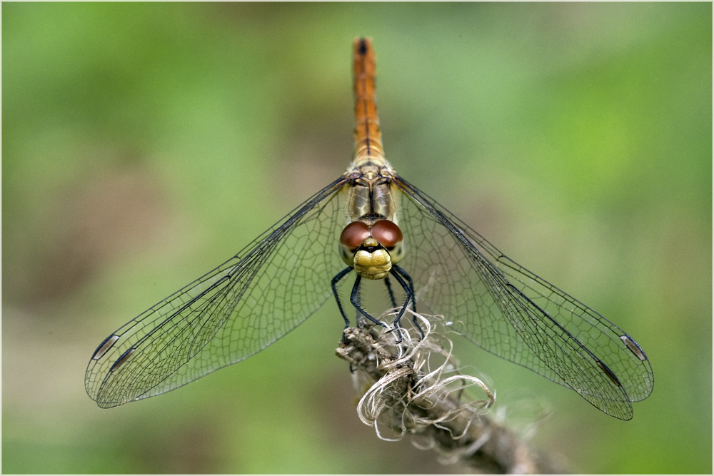 Sympetrum sanguineum femelle