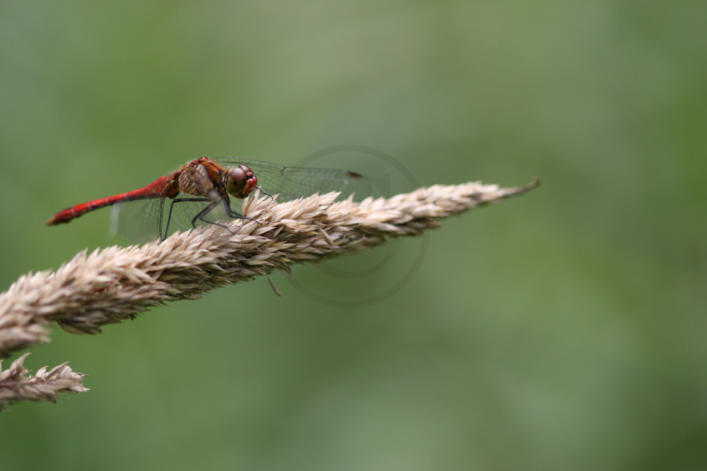 Sympetrum sanguineum (le Sympetrum rouge sang)