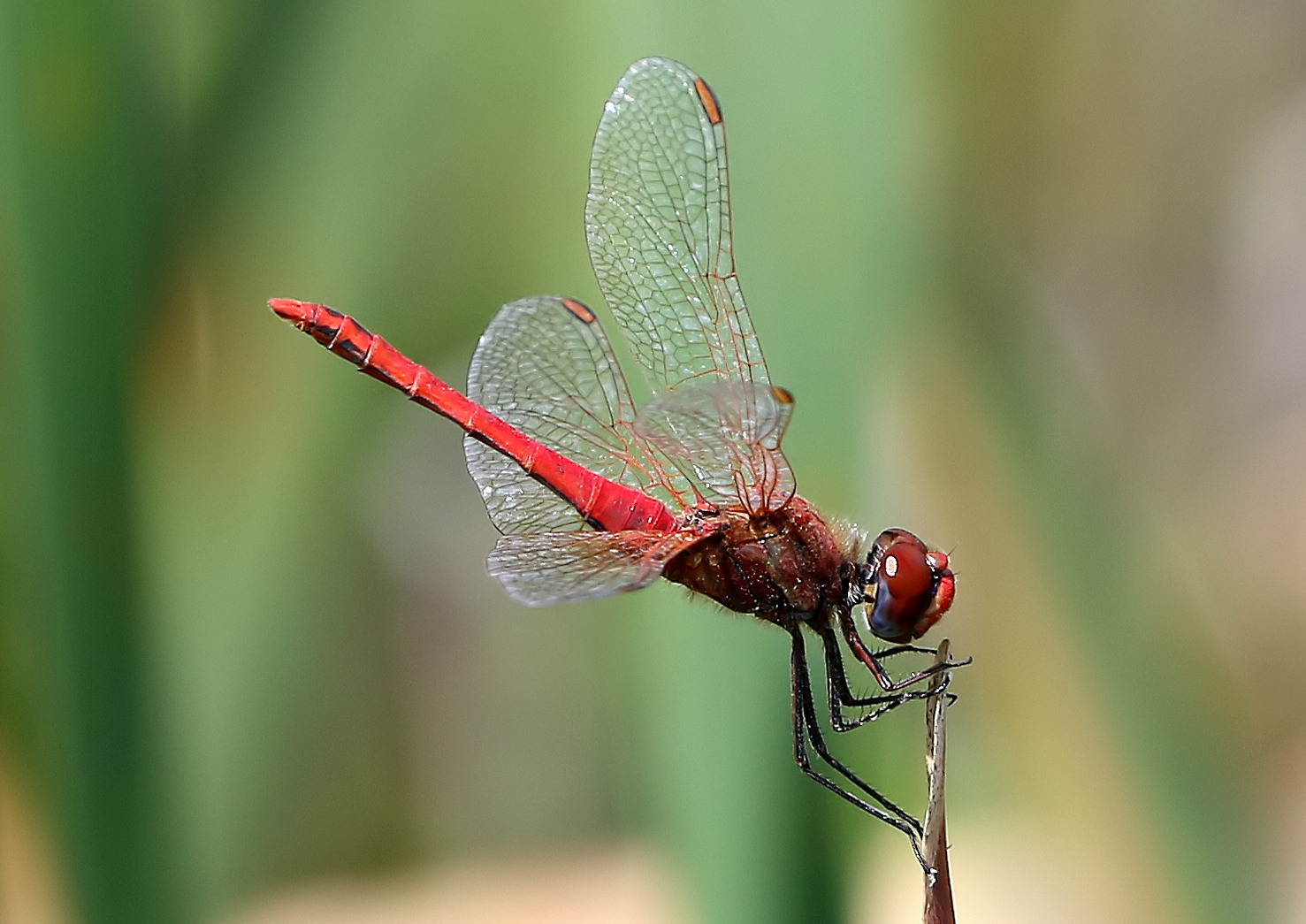 Sympetrum sanguineum -  M