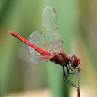 Sympetrum sanguineum -  M