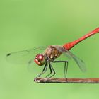 Sympetrum sanguineum Männchen