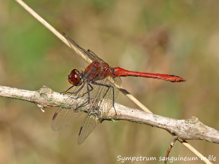 Sympetrum sanguineum mâle