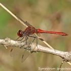 Sympetrum sanguineum mâle