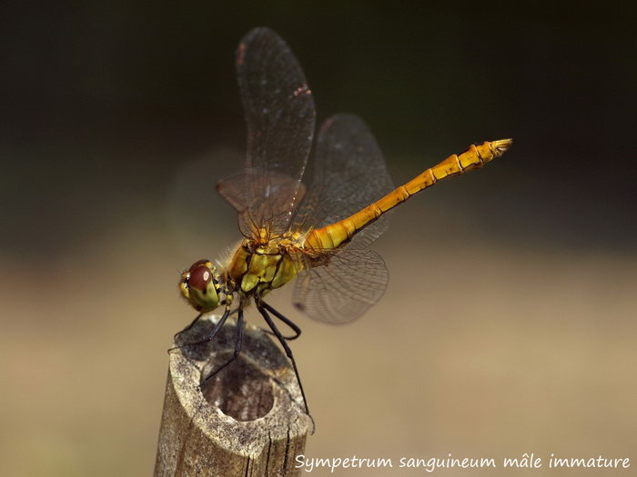 Sympetrum sanguineum mâle immature