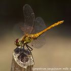 Sympetrum sanguineum mâle immature