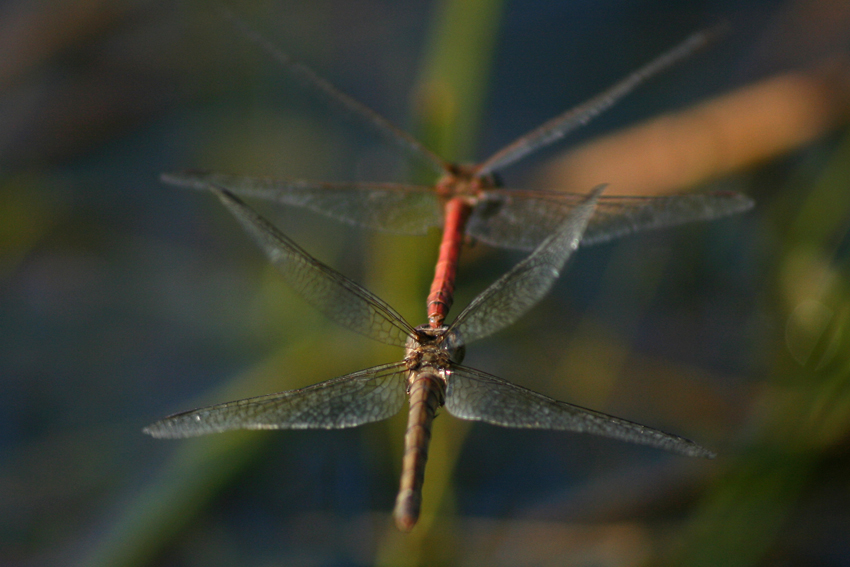 Sympetrum sanguineum : vol enTandem