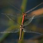 Sympetrum sanguineum : vol enTandem