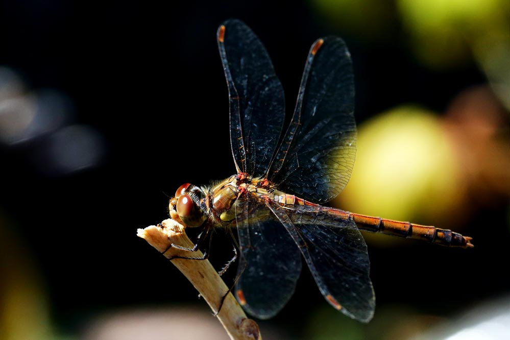 Sympetrum striolatum