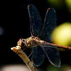 Sympetrum striolatum