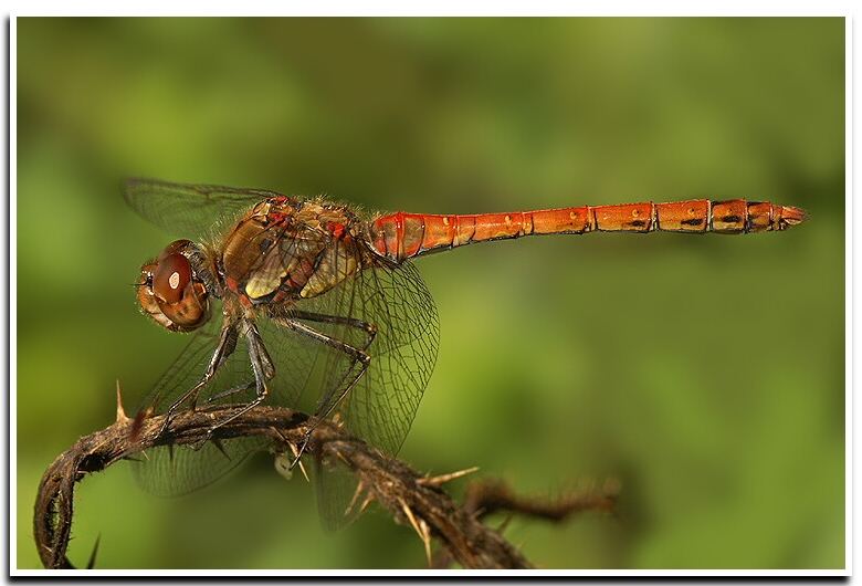 Sympetrum striolatum