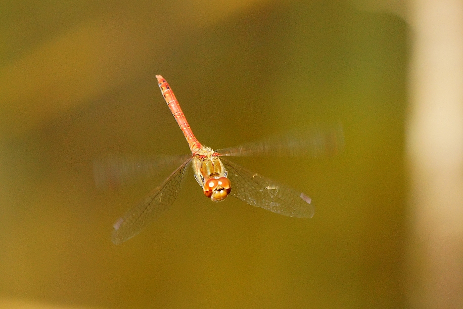 Sympetrum striolatum 1