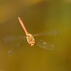 Sympetrum striolatum 1