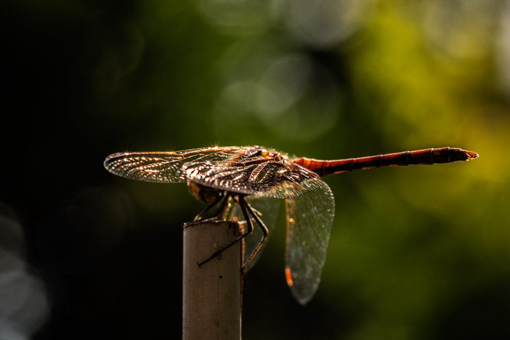 Sympetrum striolatum