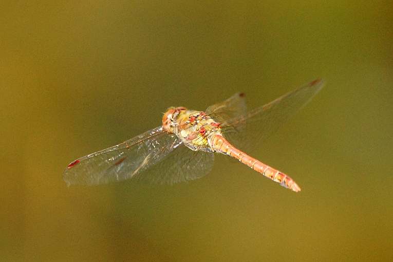 Sympetrum striolatum 2