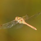 Sympetrum striolatum 2