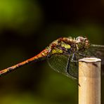 Sympetrum striolatum