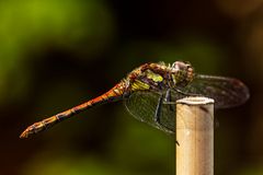 Sympetrum striolatum