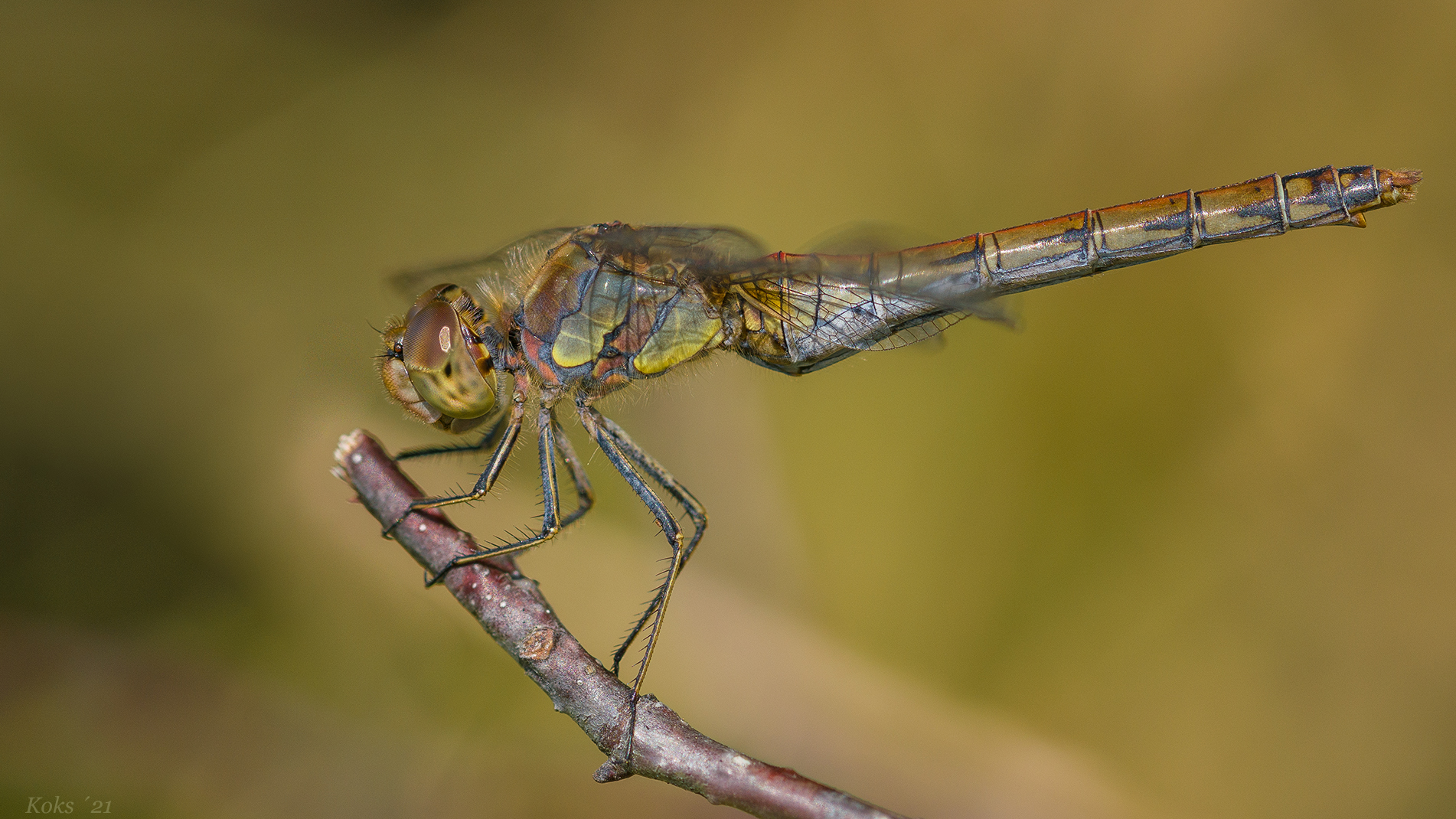 Sympetrum striolatum