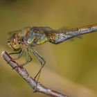 Sympetrum striolatum