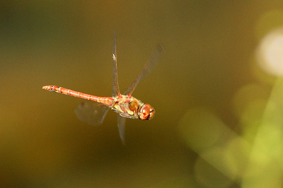 Sympetrum striolatum 3