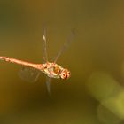 Sympetrum striolatum 3