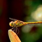 Sympetrum striolatum